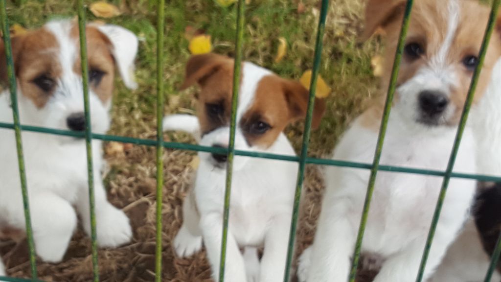 chiots faustine et gala et hilda